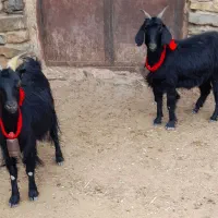 دوتا چپش آبستن سنگین