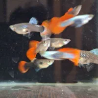 ماهی گوپی ردبیگل دامبو|ماهی|اصفهان, احمدآباد|دیوار