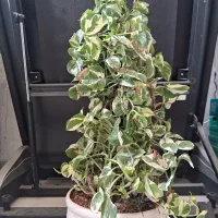 گل پتوس و پدیلانتوس