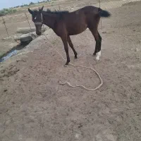کره اسب اصل عرب