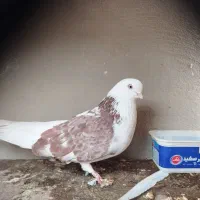 کبوتر ماده تهرانی اصلی