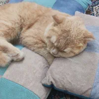 گربه اسکاتیش گوش خم