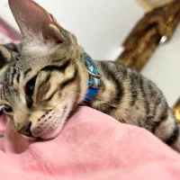 گربه گمشده|حیوانات|برازجان, |دیوار