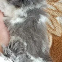 پرشین بلو سفید گربه تپلی