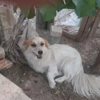 سگ بازیگوش