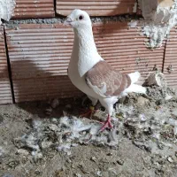 دوبال اهوازی.ریش