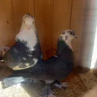 کفتر|پرنده|قم, باغ کرباسی|دیوار