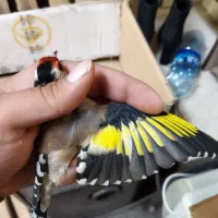 سهره عشقبازی|پرنده|خوی, |دیوار