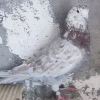 کبوتر های سرحال|پرنده|نقده, |دیوار