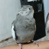 ۳ عدد عروس هلندی سینامون|پرنده|قم, چهار مردان|دیوار