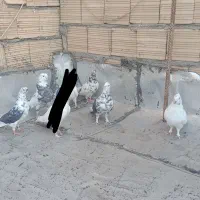 کفتر|پرنده|قم, علی آباد سعدگان|دیوار
