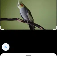 جفت عروس هلندی باجوجه عروس دونخورشده