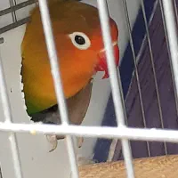 گمشده جفت طوطی برزیلی فیشر|حیوانات|کرمان, |دیوار