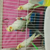 جوجه های عروس هلندی