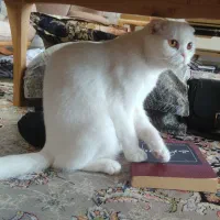 گربه اسکاتیش|گربه|اردبیل, |دیوار