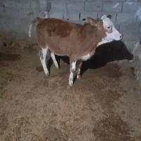 یک عددگوساله سیمنتال قرمز ماده|حیوانات مزرعه|کوهدشت, |دیوار