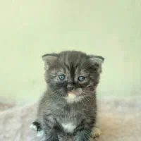 توله گربه اسکاتیش