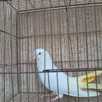 تعدادی کفتر گرگی سبز شازده پاکستانی دمسبز وسفید|پرنده|اصفهان, ارزنان|دیوار