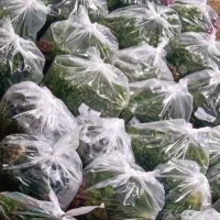 سبزی خوردن|خوردنی و آشامیدنی|تهران, شوش (باغ آذری)|دیوار