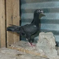 کبوتر جوانه|پرنده|طبس, |دیوار