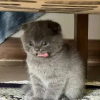 بچه گربه اسکاتیش نر سه ماهه