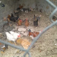 مرغ تخم گذار کبوتر|حیوانات مزرعه|اندیمشک, |دیوار