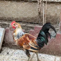 خروس و نیمچه لری اصیل