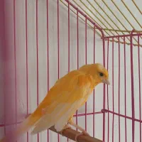 ...|پرنده|جوانرود, |دیوار