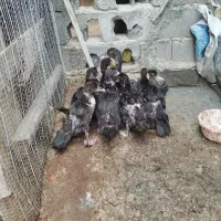 اردک خارجی|حیوانات مزرعه|گمیشان, |دیوار