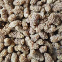 توت خشک طبیعی