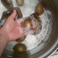 صدف اب شیرین زنده