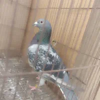 کبوتر|پرنده|بندر گناوه, |دیوار