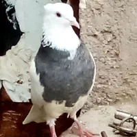 کفتر رنگه طوقی مفت|پرنده|تایباد, |دیوار