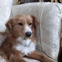 واگزاری سگ اشپیتز|سگ|کامیاران, |دیوار