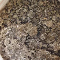 کودکبوتر خشک وبدون آشغال