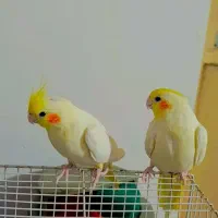 عروس هلندی فروشی