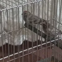 گلبسر سهره قناری