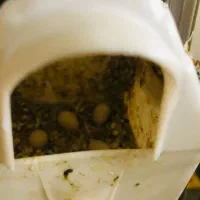 فنچ مولد|پرنده|محمدشهر, شهرک پیام (مهرالبرز)|دیوار