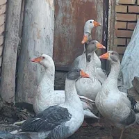 مولد غاز محلی اصیل|حیوانات مزرعه|شاهرود, |دیوار