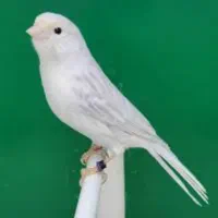 قناری ساتن سیلور ماده
