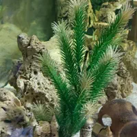 آکواریوم|ماهی|رشت, انصاری|دیوار