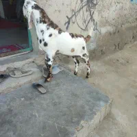 پنجاب نر رنگی برای نسل|حیوانات مزرعه|چابهار, |دیوار