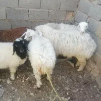 بره فروشی|حیوانات مزرعه|بیرجند, |دیوار