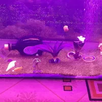 آکواریوم یک متری سالم به همراه ماهی ولوازم