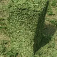 علوفه پرسی سبز خشک کبریتی دریزد و حومه