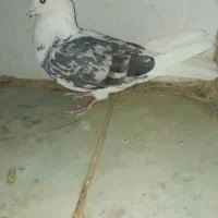 کبوتر نر خوشونه|پرنده|الشتر, |دیوار