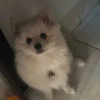 سگ پامر اصیل