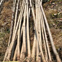 صنـوبر نیـگرا