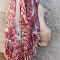 انواع گوسفند کشتاری