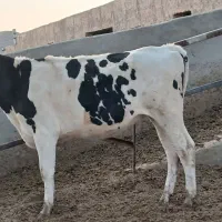 گاو شیری تلیسه